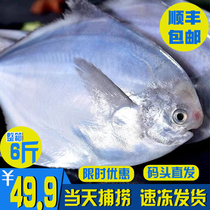 5斤一箱银鲳鱼新鲜冷冻白鲳鱼东海海鱼海捕银鲳鱼鲜活海鲜水产