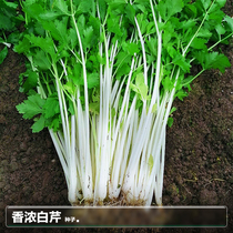 空心白芹菜种子种籽四季小香芹苗阳台夏季种植盆栽蔬菜籽种孑大全