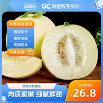 【数乡宝藏】 陕西阎良甜瓜4.5斤新鲜水果新鲜当季甜瓜整箱a