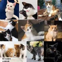 中华田园猫抓老鼠猫咪幼崽黑白奶牛猫活体网红橘猫幼猫三花猫活的