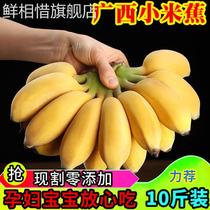 广西新鲜小米蕉带箱10斤香蕉芭蕉小鸡蕉新鲜香蕉水果无催熟现摘