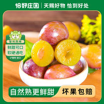 【恰好庄园】智利西梅1/2/3斤进口西梅水果新鲜当季整箱批发包邮