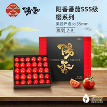 阳香番茄3S级礼盒装520g新鲜高甜千喜水果小番茄圣女果迷你西红柿