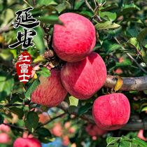 正宗陕西延安红富士洛川苹果当季整箱装脆甜多汁好吃5斤新鲜水果