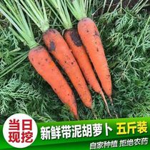 新鲜胡萝卜沙土地新鲜蔬菜水果红萝卜现挖现发农家自种水果胡萝卜