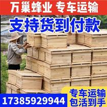 贵州中蜂蜂群出售万巢蜂业 采蜜蜂群中华蜜蜂阿坝蜂带箱带王
