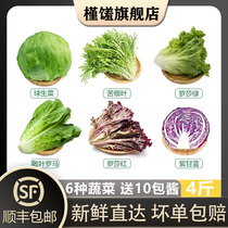 【槿馐】新鲜沙拉蔬菜4斤 混合6种生菜组合 轻食沙拉食材代餐菜包