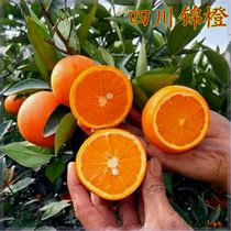 果树橙子树苗 (四川锦橙) 当年结果南北方地栽盆栽庭院种植四季
