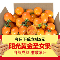正宗福建阳光黄金圣女果5斤樱桃千禧小番茄新鲜水果酸甜西红柿9