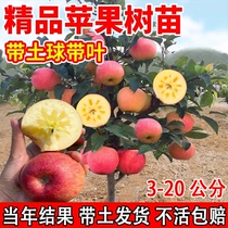 冰糖心苹果树果苗红富士青苹果南方北方盆栽地栽庭院四季种植大树