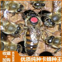 卡蜂种王优质意蜂产卵王新引进意蜂蜂群笼蜂德卡尼鄂拉蜂王纯种