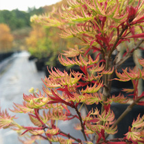 日笠山枫树 日本红枫盆景素材彩叶树花园植物阳台