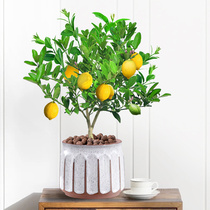 网红香水柠檬树盆栽开花结果阳台四季R可食用好养老桩树苗花卉植