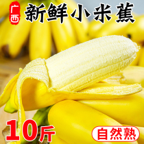 正宗广西小米蕉香蕉10斤新鲜水果整箱当季鲜苹果蕉自然熟粉蕉包邮