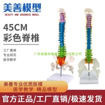 网红45CM人体脊柱模型解剖正骨练习手法人体脊椎骨骼模型彩色分段