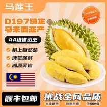 现货马来西亚D197猫山王榴莲整果食用液氮锁鲜坏果包赔溯源可追