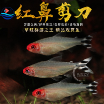 红鼻剪刀鱼热带观赏淡水灯鱼白金红鼻子水草缸群游活体宠物鱼包损