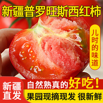 新疆西红柿沙瓤普罗旺斯番茄大果柿子生吃水果新鲜当季自然熟蔬菜