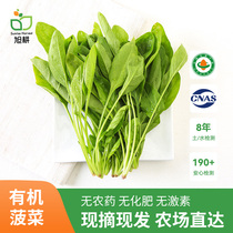旭耕 有机菠菜250g 新鲜蔬菜青菜现采配送健康榨汁涮火锅食材沙拉
