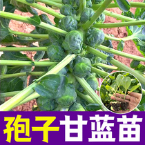 孢子甘蓝菜种苗包心菜抱子甘兰小型芽球包心菜种子四季播蔬菜种孑