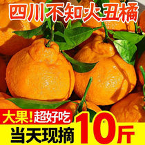 四川丑橘不知火新鲜水果10斤桔子当季水果丑八怪整箱现摘柑橘包邮