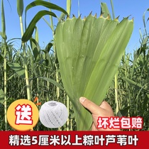 现摘野生新鲜粽叶芦苇叶宽大小粽子叶包粽子的叶子5厘米以上100片