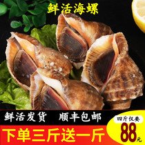海螺鲜活超大新鲜海鲜水产牙签螺生鲜贝类顺丰包邮3斤包活带黄