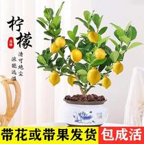 柠檬树苗 柠檬树 盆栽带果 香水柠檬树 可食用柠檬树四季结果