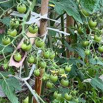 瀑布小番茄种子四季种高产樱桃圣女果串收小番茄庭院盆栽蔬菜种子