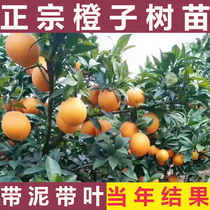 廉江红橙脐橙苗嫁接红江橙冰糖橙南方种植果树苗橙子树苗水果苗树