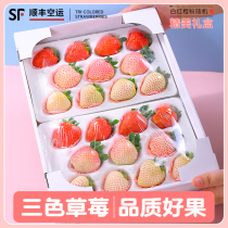 淡雪白色草莓99草莓新鲜红颜牛奶奶油三色公主大草莓礼盒水果顺丰