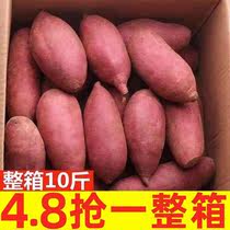 新鲜红薯整箱10斤包邮农家香甜地瓜农家自种沙地蜜薯板栗小番薯