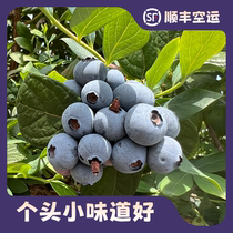 【山野蓝莓】云南抚仙湖露天蓝莓水果125g/盒颗粒不大蓝莓味好顺
