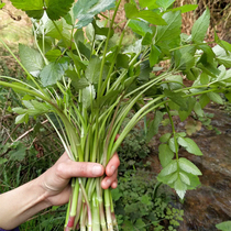 野生小叶水芹菜野菜新鲜现摘贵州农家特产绿色食用时令蔬菜4斤