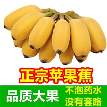 萍果粉蕉小米蕉新鲜现採5斤包邮香蕉水果banana自然熟芭蕉香甜爽