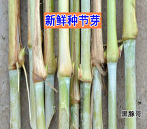 新型皇竹草巨菌草台湾甜象草3号种节种子紫色多年生红色牧草种节