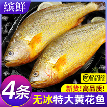 黄花鱼新鲜冷冻特大黄鱼冰鲜生鲜海鲜水产鲜活黄鱼鲞非小宁德商用