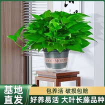 涵涵绿萝盆栽室内植物新房家用吸除甲醛净化空气绿植花卉长藤绿萝