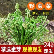 台州水蕨菜新鲜下饭菜当季时令蔬菜农家菜水蕨菜甜菜蕨现摘现发