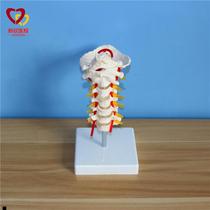 颈椎模型医用人体骨骼模型骨架仿真正骨真人教学可拆卸肌肉