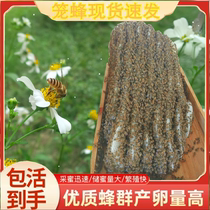 蜜蜂活群阿坝中蜂王双色红背开产种蜂王土蜂出售笼蜂中蜂蜂群带王