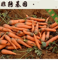 春秋播小顶胡萝卜蔬菜种子非转基因四季阳台盆栽青菜萝卜籽子生吃