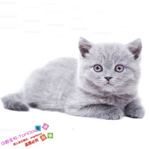 赛级宠物小猫咪纯种英国短毛猫英短蓝猫立耳折耳活体幼猫幼崽g