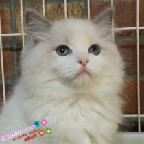 出售纯种布偶猫活体幼猫蓝双色海豹重点色手套色布偶幼猫宠物猫e