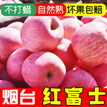 木西果园烟台苹果水果新鲜山东栖霞红富士3/5/10斤整箱当季批发