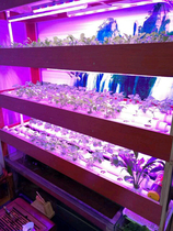 植物生长灯LED红蓝白全光谱配方植物工厂叶菜多肉室内T8补光灯管