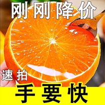 现摘青见果冻橙四川当季新鲜水果整箱10斤手剥橙子特产橘大果爆汁