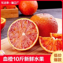 玫瑰血橙10斤新鲜水果麻阳塔罗科血橙手剥橙子孕妇当季果冻橙大果