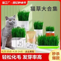 猫草盆栽化毛草种子非已种好懒人小麦种子猫咪零食品水培营养种植