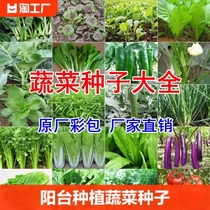 蔬菜种子四季播盆栽阳台香菜青白菜生菜菠菜籽孑大全播种种菜种植